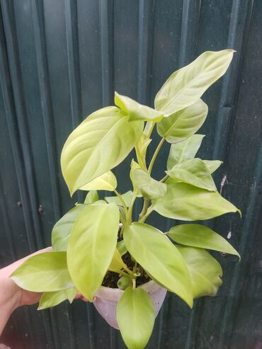 Другие комнатные растения: Продаются комнатные цветы. Токмок — 1