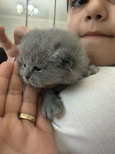 Pişiklər: Britan, Dişi — 4