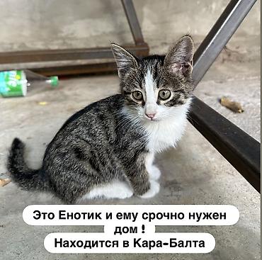 что за порода: Котёнок «Енотик» — ласковый и общительный малышка с выразительными — 1