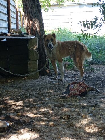 labrador it: Qurdbasar, 2 il, Erkek, Ünvandan götürmə, Pulsuz çatdırılma