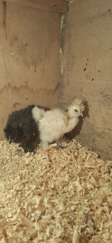 Cücələr: Toyuq cücələri, Damazlıq — 2