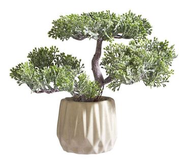 Ostale kućne biljke: Bonsai Vestacko Drvo u Saksiji NOVO AKCIJA Cene nisu fiksne