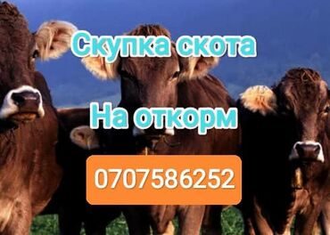 Куплю с/х животных: Куплю | Коровы, быки, Лошади, кони | Круглосуточно, На забой, на мясо, На откорм