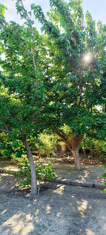 Torpaq sahələrinin satışı: 8 sot, Tikinti, Mülkiyyətçi, Kupça (Çıxarış) -da lalafo.az — 2 Torpaq sahələrinin satışı: 8 sot, Tikinti, Mülkiyyətçi, Kupça (Çıxarış) — 2