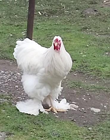 brama cuceleri: Tek xoruzdu.real alici yazsin.vatsap var — 3