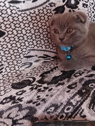 Pişiklər: Şotland — 9