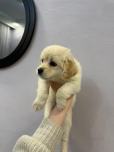 İtlər: Retriever, 2 ay — 7