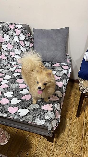 spitz pomeranian: Şpitz, 5 ay, Erkək, Peyvəndli, Ünvandan götürmə — 1