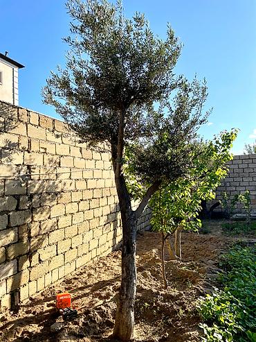 Ağaclar: Zeytun ağacları.Hər ölçüdə var. Əlaqə nömrəsi: +994503788715 -da lalafo.az — 9 Ağaclar: Zeytun ağacları.Hər ölçüdə var. Əlaqə nömrəsi: +994503788715 — 9