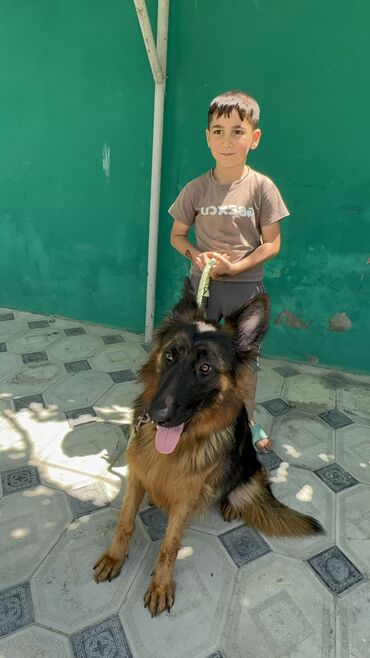 İtlər: Alman çoban iti, 1 il, Dişi, Peyvəndli — 8