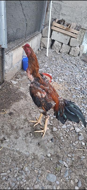 xoruz heyratı: Heyratı xoruzu 11 aylıq dı — 3