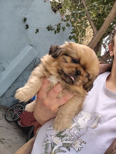 İtlər: Pekines — 2