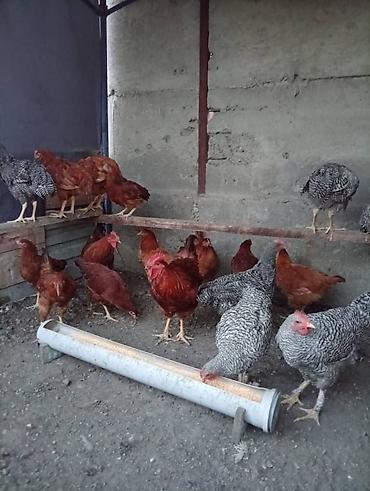 курочки: Продаю | Куры | Для разведения — 1