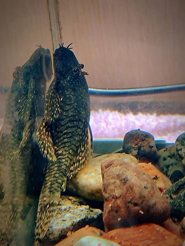 Рыбы: Продаются 2 аквариума с рыбками гуппи 🐠 В комплекте: ^ два ухоженных — 5