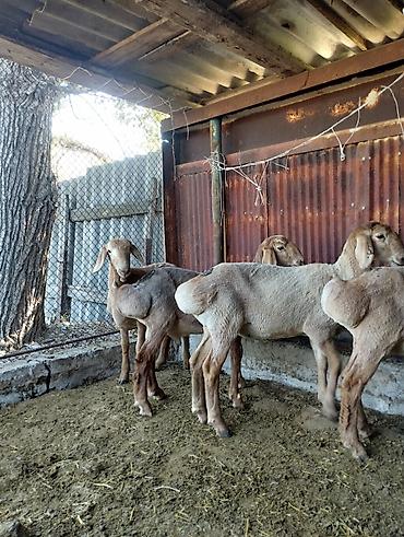 кара балта тук: Продаю | Баран (самец) | На забой — 3