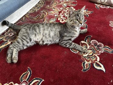 котята в добрые руки бесплатно: Мышык бекер берилет: Породасыз, 2 жаш, Ургаачы