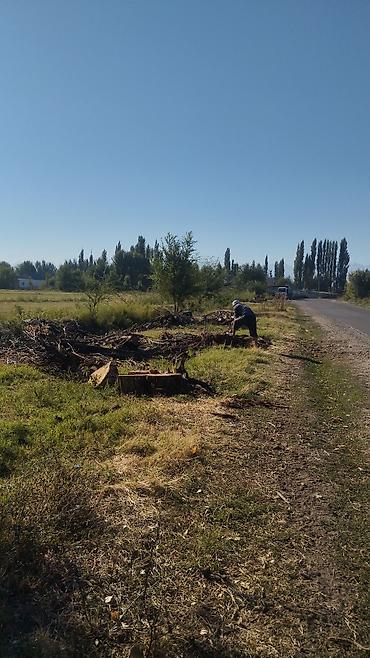 Профессиональная валка деревев покупаем тополя карагачи по хорошим