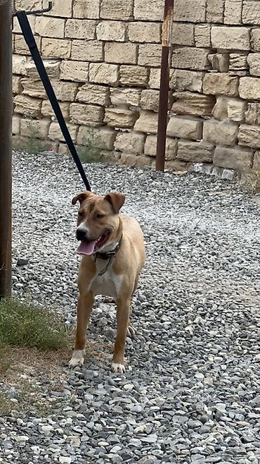 pitbull balaları: Pitbul, 8 ay, Erkək, Ünvandan götürmə — 1
