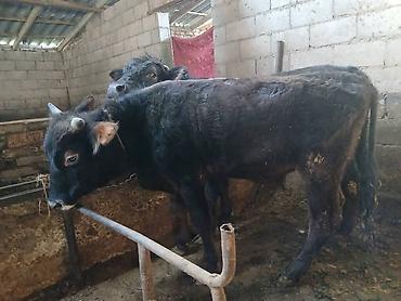 Коровы, быки: Продаю | Бык (самец) | На откорм | Привязанные — 5