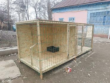 Куры, петухи: Продаю | Петух — 12