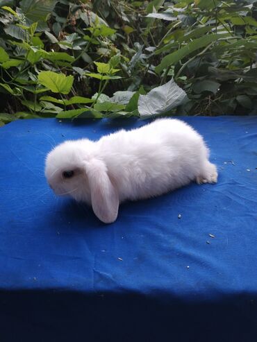 кролики декоративные: Веслоухий карликовый баранчик 2 месяца белого цвета, мальчик. Ждёт