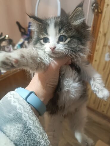 купить домик для кошки недорого: 1 айлык, Ургаачы, Аргын