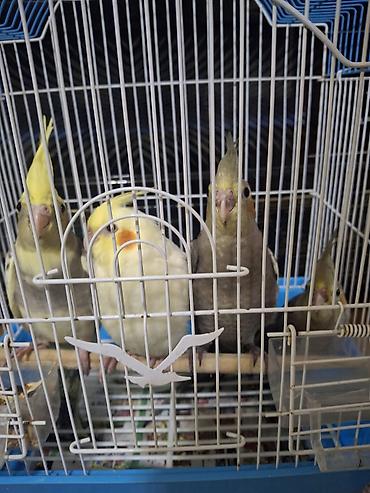 Quşlar: Nimfa (Cockatiel) papağanları – müxtəlif rəng mutasiyaları ilə - Növ — 2