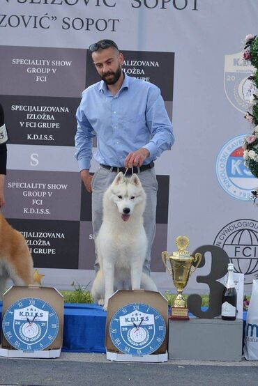 Psi: Dostupan muzjak sibirskog haskija za uzgoj ili kao ljubimac: Unreal — 13