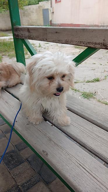 maltipoo satilir: Dişi — 1