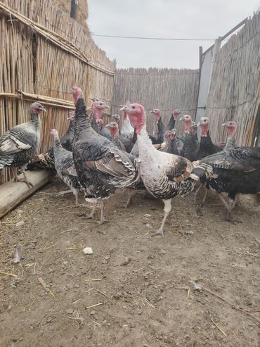 Hinduşka: Salam aleykum Bu ilki hinduskalardir kentde yetisdirilib tebii — 6