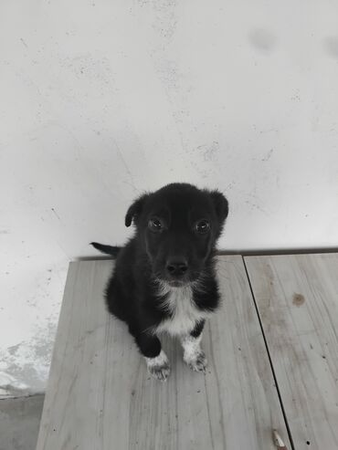 itler pitpul: 4 ay, Dişi, Ünvandan götürmə