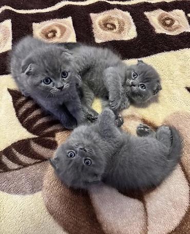 Продажа кошек: Шотландские вислоухие котята, окрас голубой (плюшевый). На фото — трое — 1
