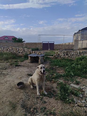 böyük itlər: Alabay — 3
