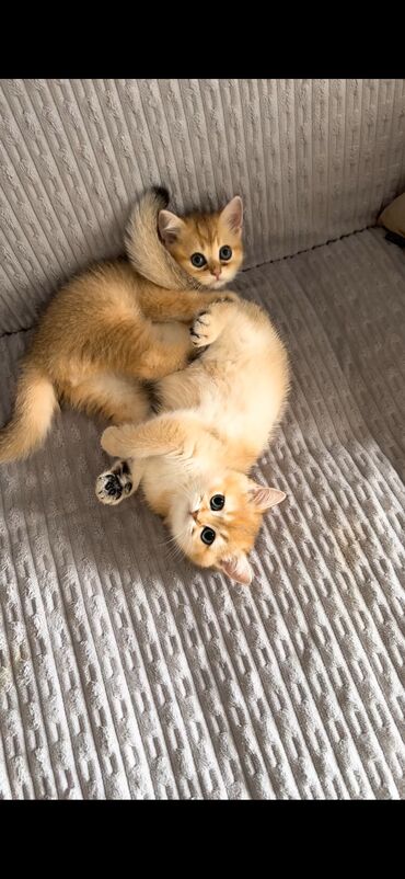 ağ pişiy: Qızıl şinşilla, Erkək, Dişi, Yaxşı əllərə