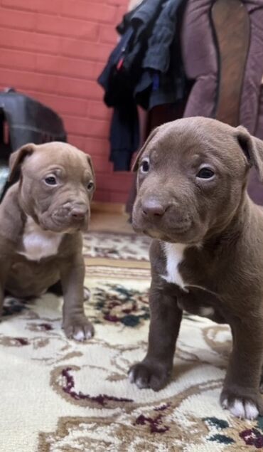 tuklu pişiklər: Pitbul, 2 ay, Dişi, Ünvandan götürmə