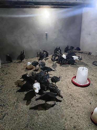 pekines ağ: Hind quşu balaları (pulyavka) – qrup halında - Növ: hind quşu — 4
