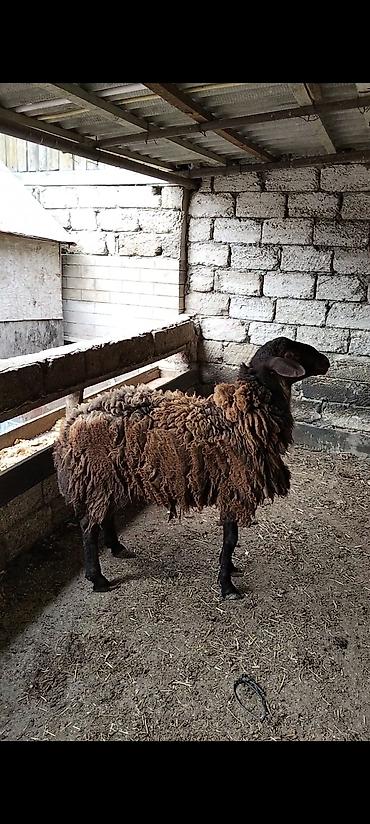 Qoyunlar, qoçlar: Qarabaş yerli cins qoç - Rəngi: tünd qəhvəyi, qarabaş - Cinsi: yerli — 5