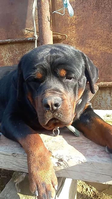 İtlər: Rotveyler, 2 ay, Erkək, Peyvəndli, Ünvandan götürmə -da lalafo.az — 31 İtlər: Rotveyler, 2 ay, Erkək, Peyvəndli, Ünvandan götürmə — 31