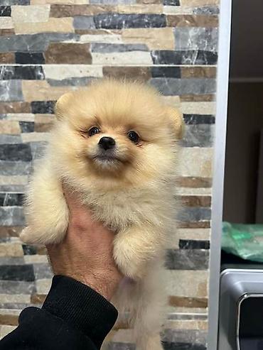 Psi: Pomeranac, štenci vrhunskog kvaliteta Pomeranci devet nedelja stari — 4