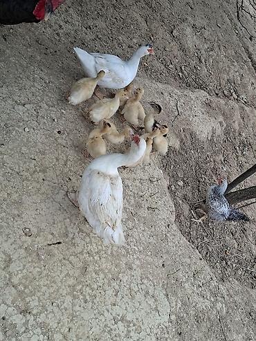 ördey balası: Dişi, | Lal ördək, Damazlıq, Ödənişli çatdırılma — 1