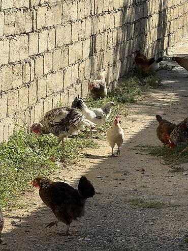 brama toyuqları: Məhsul: Qarışıq cins ev quşları sürüsü Təsvir: - Şəkillərdə müxtəlif — 4