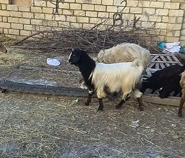 Keçilər, çəpişlər: Salam keçilər kom satılır.Cəmi 8 başdır. 1 ədəd hələbdən dönmə 1 — 9