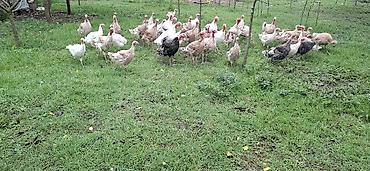 сколько стоит собака бу: Məhsul: Hinduşka sürüsü (müxtəlif rəng və çalalarda) qiymət razılaşma — 6