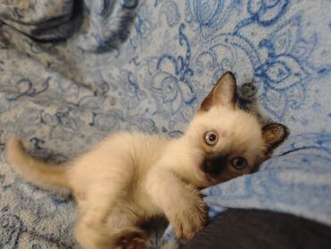 Mačke: Dostupno sijamsko mače muškog pola, naviknuto na kućne uslove, naučeno — 3