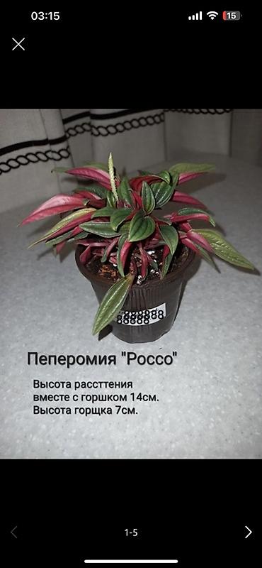 Аглаонемы: Аглаонемы декоративные (разные сорта) - Яркие комнатные растения с — 15