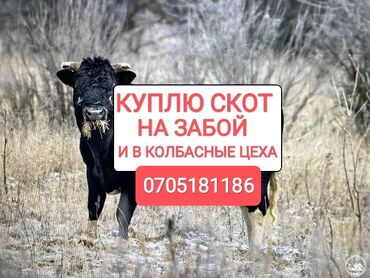 продаю карова: Куплю | Коровы, быки, Лошади, кони, Другие с/х животные | Круглосуточно, Любое состояние, Забитый