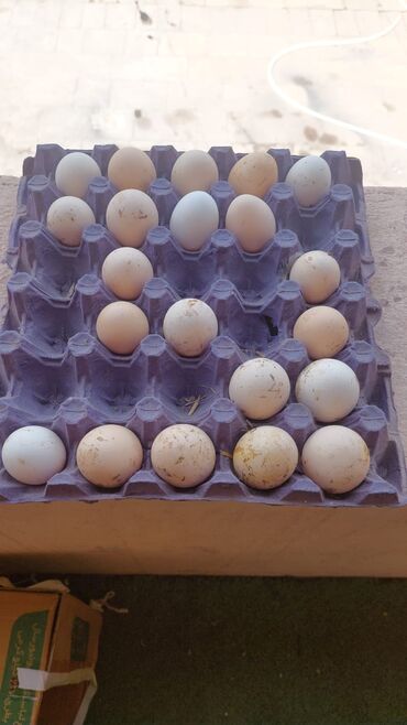 ev yumurtası: Kend yumurtasi satiram 0.20 qepik