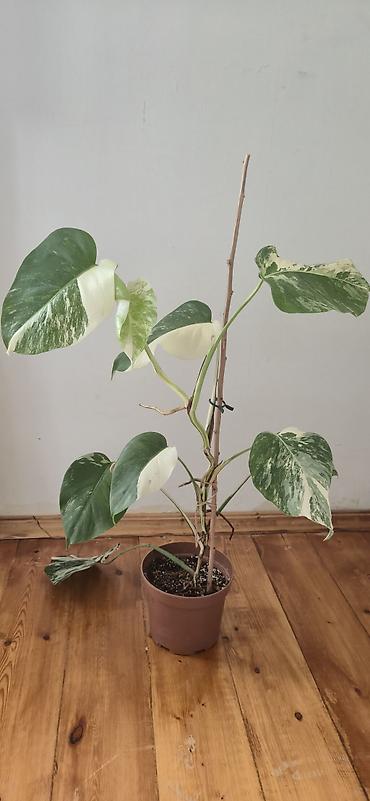 sumuk unu satışı: Monstera varegata. Bazar günü metro üstüne çatdırıla biler — 1