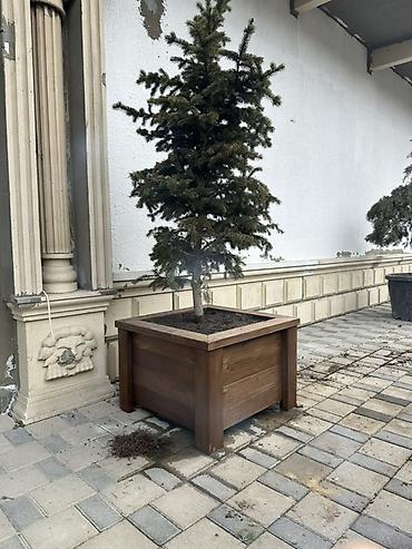 ağac budama: Açıq məkana uyğun iri ölçülü taxta dekorativ güldan/qutu - Material — 2
