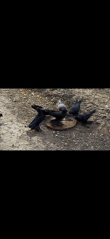 toyuq satilir: Lelekliler satilir cut ya optom ciddi alicilar yazsin — 1